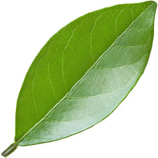 Цитрусовые растения