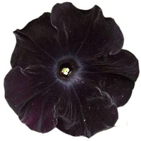 Черная фиалка 
