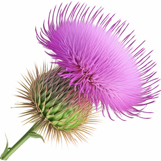 Чертополох