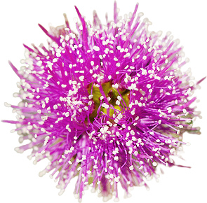 Широколистная бумажная кора