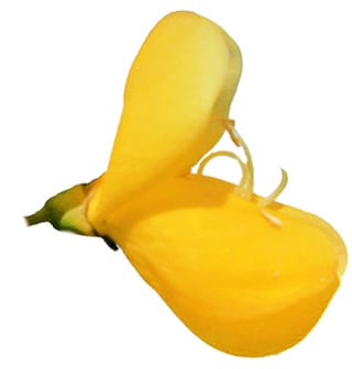 Шотландская метла