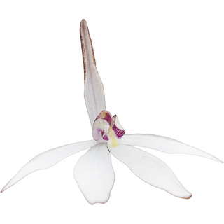 Эрикселла сахарата