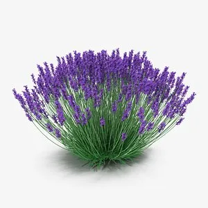 Эссенция лаванды