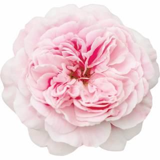 Яванская центифолия