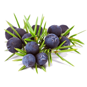 Ягоды можжевельника