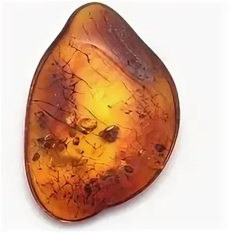 Янтарный лес