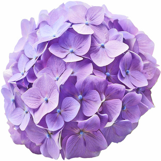 Японская гортензия