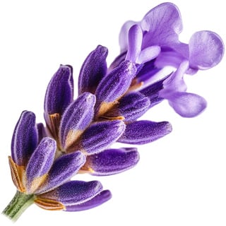 Японская лаванда