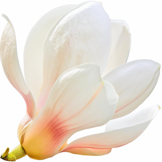 Японская магнолия