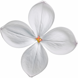 Японская сирень