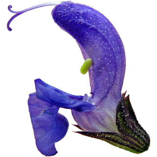 Яснотковые