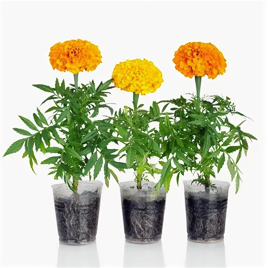 горшок с бархатцами