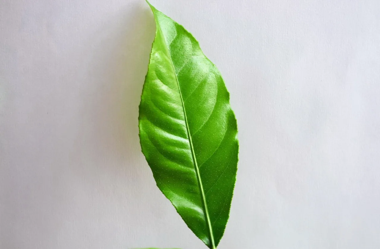 лист сицилийского лимона