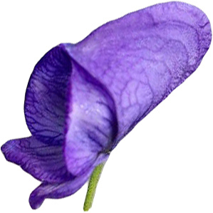 монашество