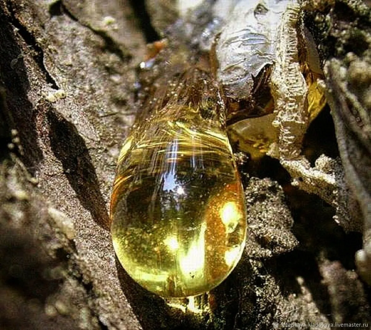 пихтовая смола